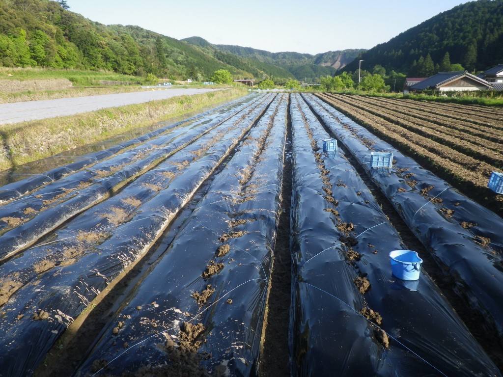 有機生姜 生姜のマルチ張り 恵菜ファーム